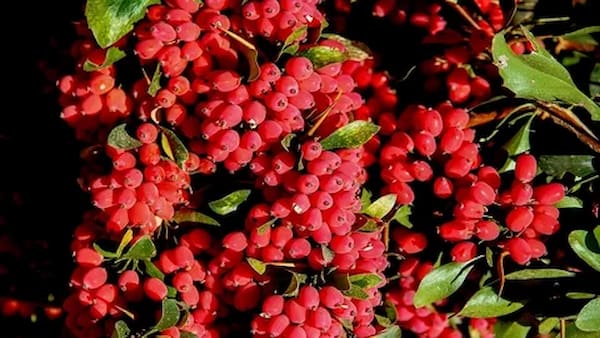 تصویر 2 از خرید انواع زرشک صادراتی + قیمت فروش استثنایی